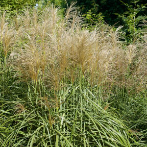 Miskant chiński 'Vanilia Sky' Miscanthus sinensis 'Vanilia Sky'