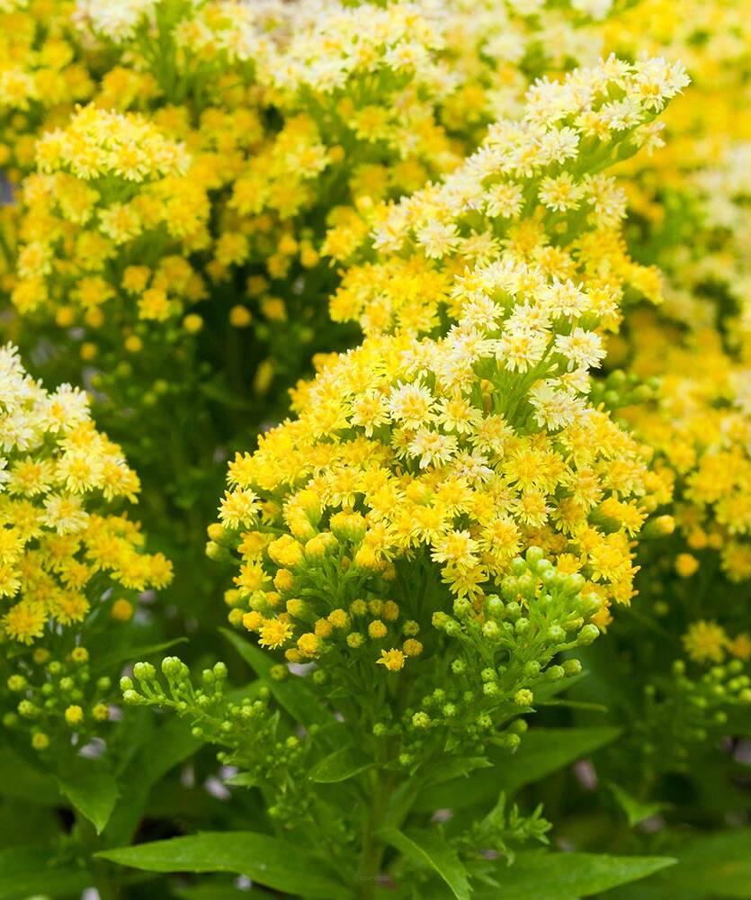 Nawłoć ogrodowa 'Little Lemon' Solidago hybrida 'Little Lemon'