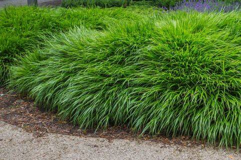Hakonechloa smukła 'Greenhills' Hakonechloa macra 'Greenhills'