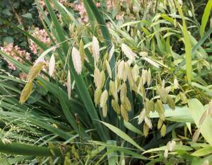 Obiedka szerokolistna Chasmanthium latifolium DOSTĘPNA PO 15 CZERWCA 2024