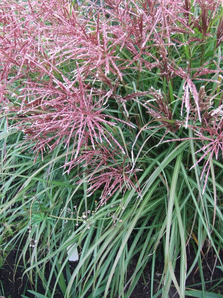 Miskant chiński 'China' Miscanthus sinensis 'China'