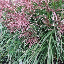 Miskant chiński 'China' Miscanthus sinensis 'China'