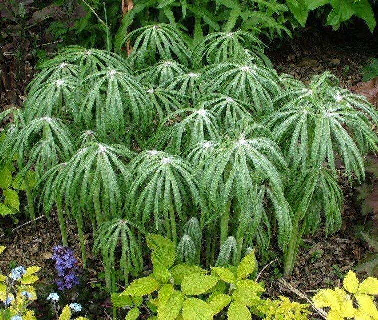 Synejlesis tojadolistna Syneilesis aconitifolia