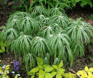 Synejlesis tojadolistna Syneilesis aconitifolia