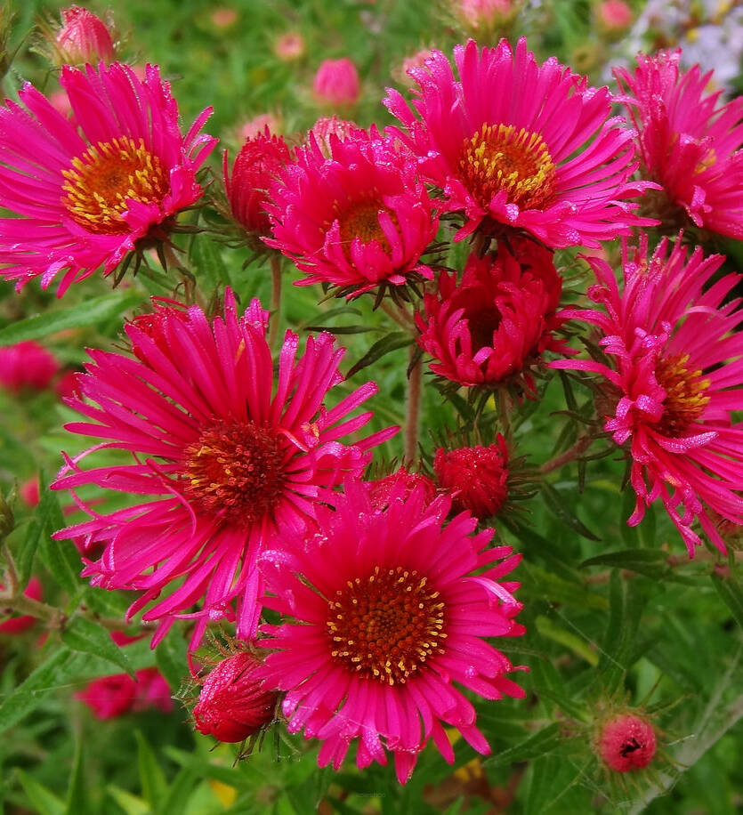 Aster nowoangielski  'Andenken am Alma Potschke'  Symphyotrichum novi-anglii 'Andenken am Alma Potschke'