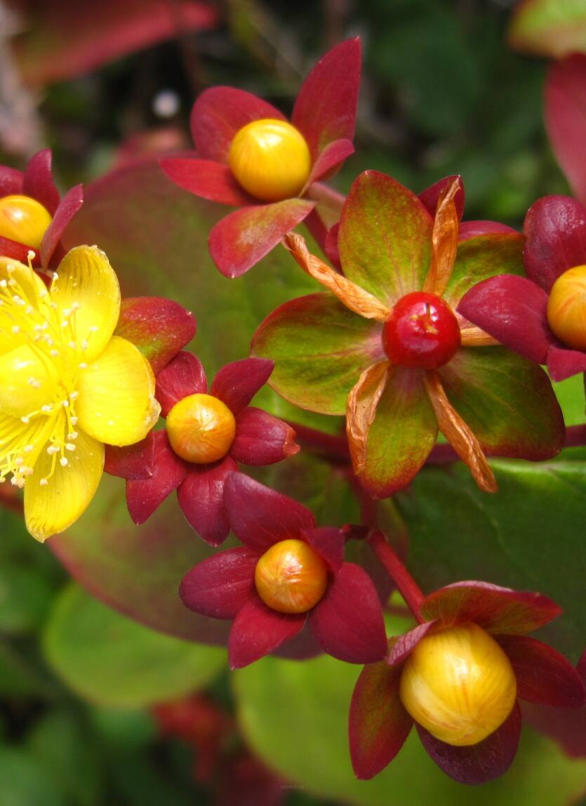 Dziurawiec farbierski 'Albury Purple' Hypericum anrosaemum 'Albury Purple' 