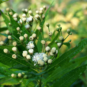 Wernonia nowojorska 'White Lightining' Vernonia noveboracensis 'White Lightining'