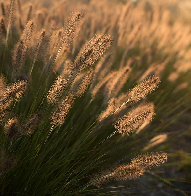 Rozplenica japońska 'Hameln' Pennisetum alopecuroides 'Hameln' DOSTĘPNA PO 15 CZERWCA 2024