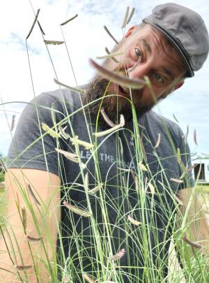 Butelua smukła Bouteloua gracilis