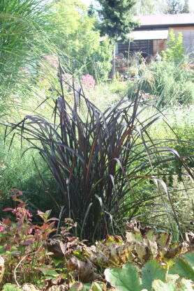 Rozplenica słoniowa  'Verigo' Pennisetum purpureum 'Vertigo'