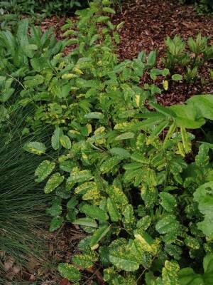 Krwiściąg  lekarski 'Lemon Splash'  Sanguisorba lekarski 'Lemon Splash'