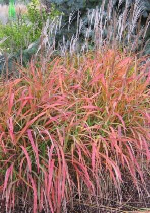 Miskant chiński 'Purple Fall' Miscanthus sinensis 'Purple Fall'