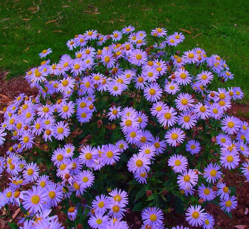 Kalimeris wciętolistna 'Madiva' Kalimeris incisa 'Madiva'