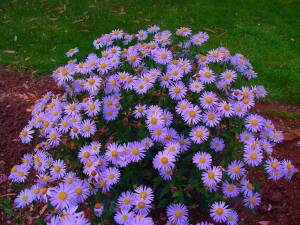 Kalimeris wciętolistna 'Madiva' Kalimeris incisa 'Madiva'