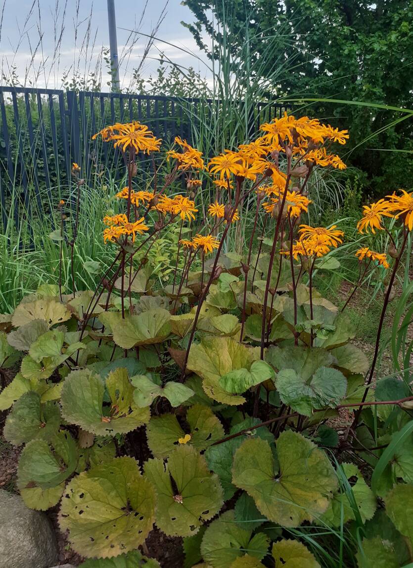 Języczka pomarańczowa 'Osiris Pistache' Ligularia dentata 'Osiris Pistache'