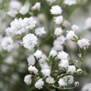 Gipsówka wiechowata 'Snowflake' Gypsophila paniculata 'Snowflake' 