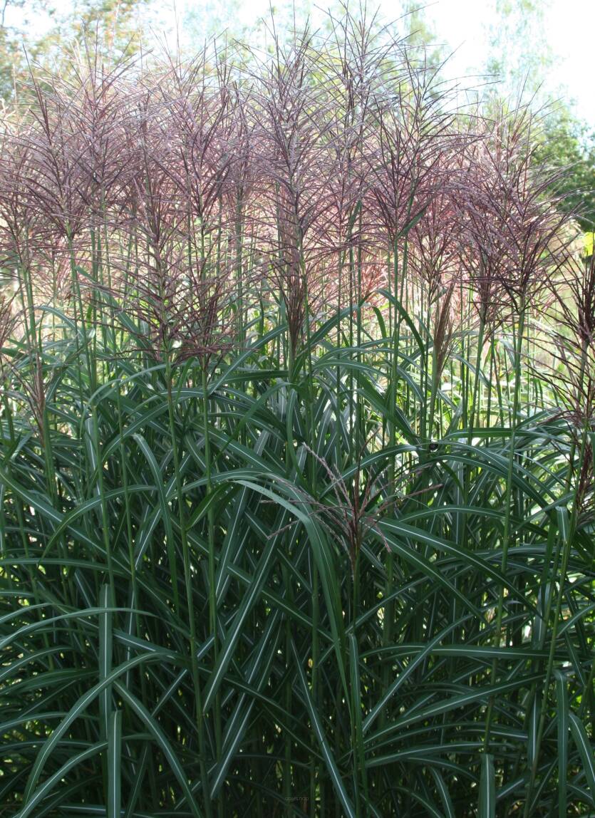 Miskant chiński 'Rotsilber' Miscanthus sinensis 'Rotsilber' 