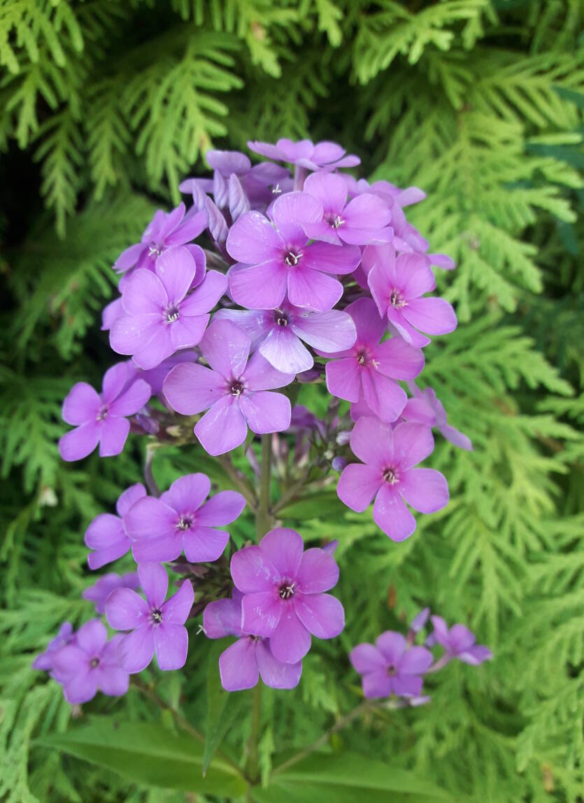 Floks arendsa 'Hesperis'        Phlox x arendsii 'Hesperis'