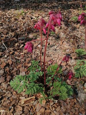 Serduszka piękna 'Luxuriant' Dicentra formosa 'Luxuriant'