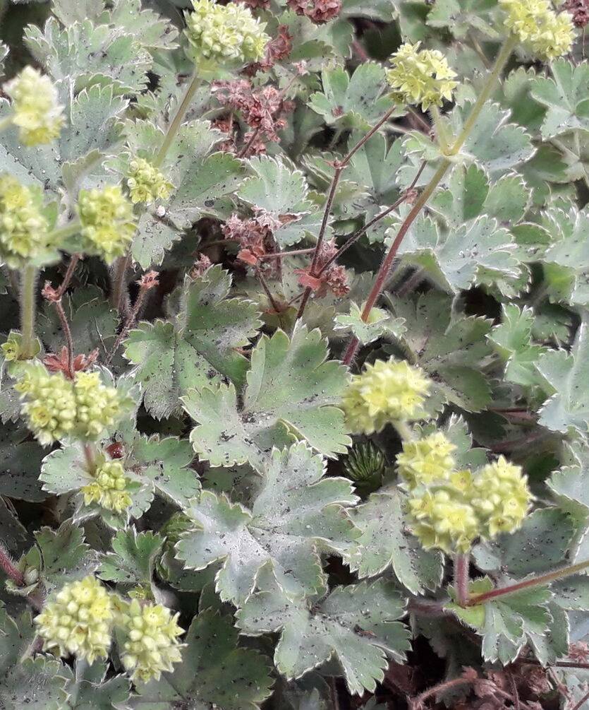 Przywrotnik czerwonołodygowy Alchemilla erythropoda