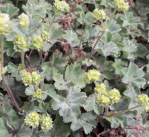 Przywrotnik czerwonołodygowy Alchemilla erythropoda