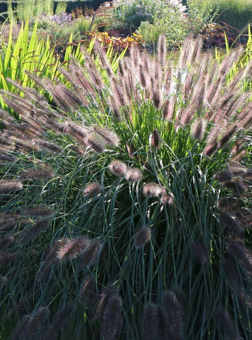 Rozplenica japońska 'Black Beauty' Pennisetum alopecuroides 'Black Beauty''