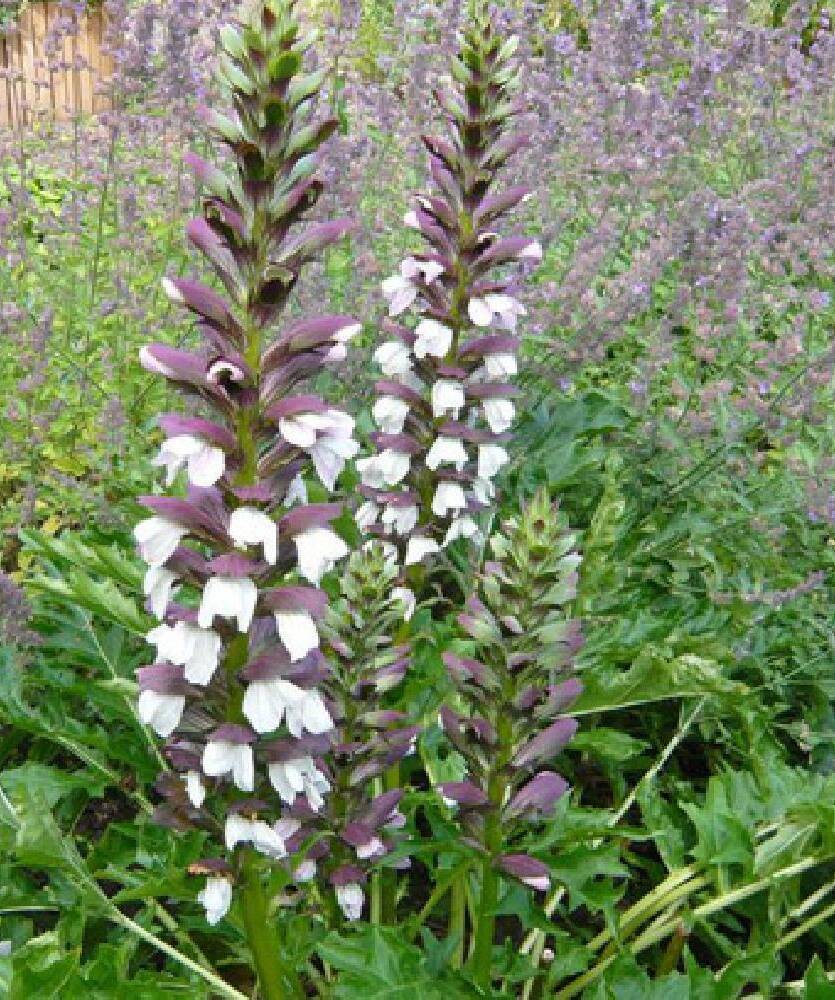 Akant długolistny Acanthus longifolius