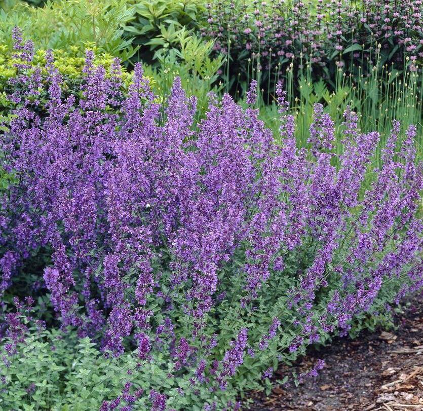 Kocimiętka faassena 'Six Hills Giant'  Nepeta faassenii 'Six Hills Giant' DOSTĘPNA PO 15 CZERWCA 2024