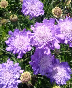 Driakiew gołębia 'Mariposa Blue' PBR Scabiosa columbaria 'Mariposa Blue' PBR 