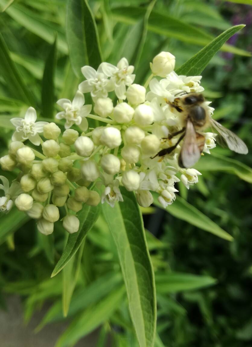 Trojeść krwista 'Ice Ballet'  Asclepias incarnata 'Ice Ballet'