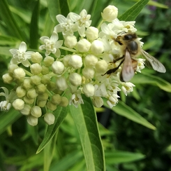 Trojeść krwista 'Ice Ballet'  Asclepias incarnata 'Ice Ballet'