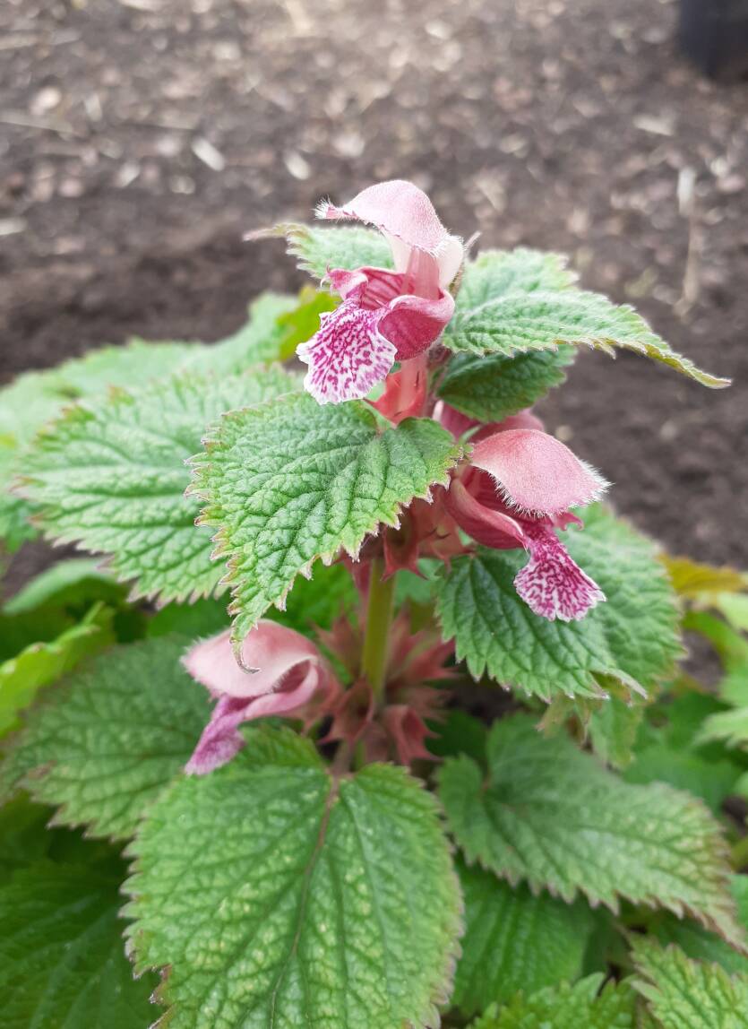 Jasnota wielkokwiatowa Lamium orvala