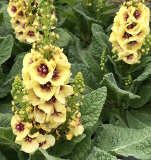 Dziewanna ogrodowa 'Dark Eyes' Verbascum x hybridum 'Dark Eyes' 
