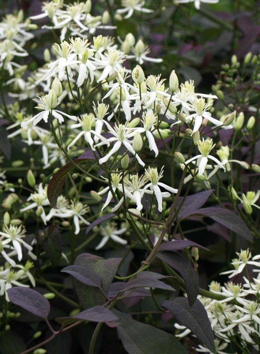 Powojnik prosty 'Purpurea' Clematis recta 'Purpurea'