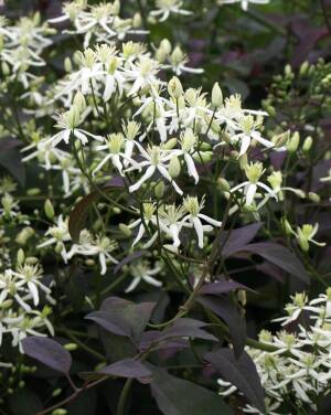 Powojnik prosty 'Purpurea' Clematis recta 'Purpurea' DOSTĘPNY PO 15 CZERWCA 2024