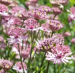 Jarzmianka większa 'Roma' Astrantia major 'Roma' 