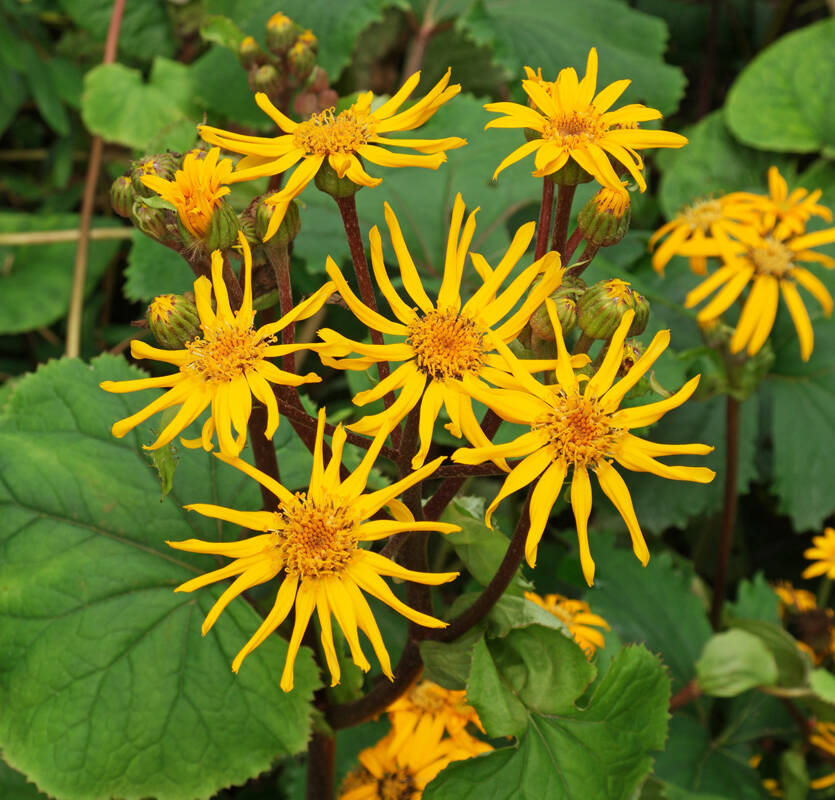 Języczka pomarańczowa Ligularia dentata