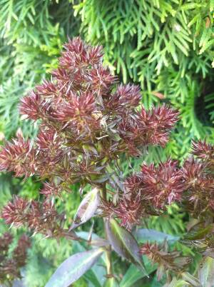 Floks wiechowaty 'Blind Lion' Phlox paniculata 'Blind Lion' DOSTĘPNY PO 15 CZERWCA 2024