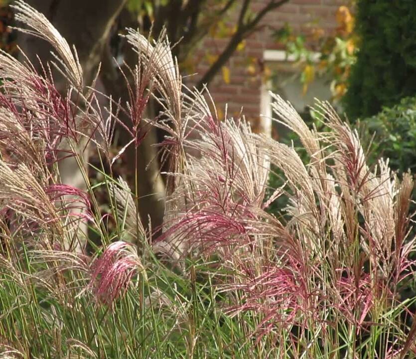 Miskant chiński 'Flamingo' Miscanthus sinensis 'Flamingo' DOSTĘPNY PO 15 CZERWCA 2024