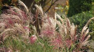 Miskant chiński 'Flamingo' Miscanthus sinensis 'Flamingo'