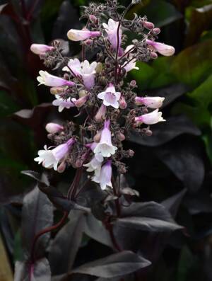 Penstemon naparstnicowaty 'Dark Towers' Penstemon digitalis 'Dark Towers' WYSYŁKA PO 15 CZERWCA 2024