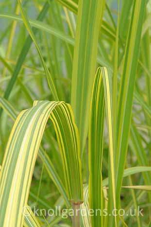 Miskant olbrzymi 'Gilt Edge' Miscanthus giganteus 'Gilt Edge'