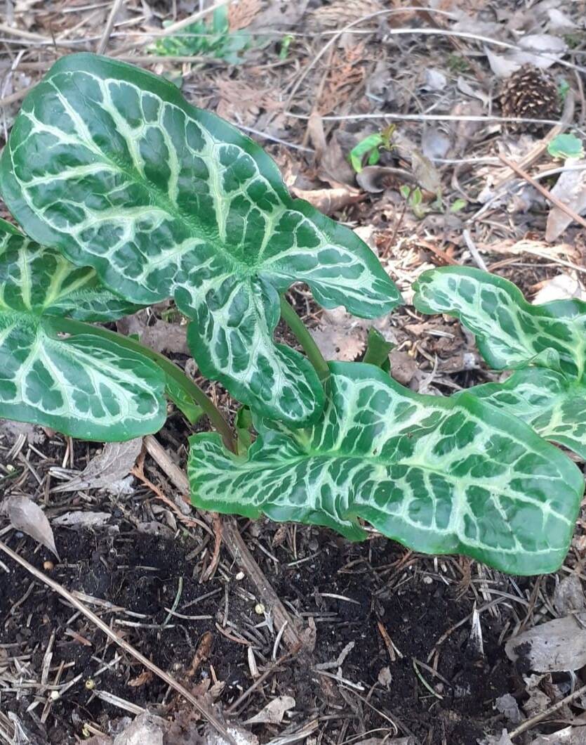 Obrazki włoskie Arum italicum