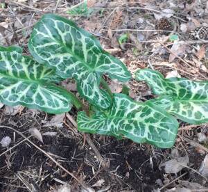 Obrazki włoskie Arum italicum