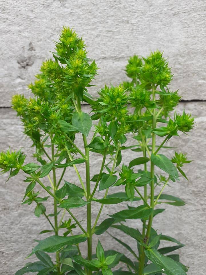 Floks wiechowaty 'Green Lion ' Phlox paniculata 'Green Lion'