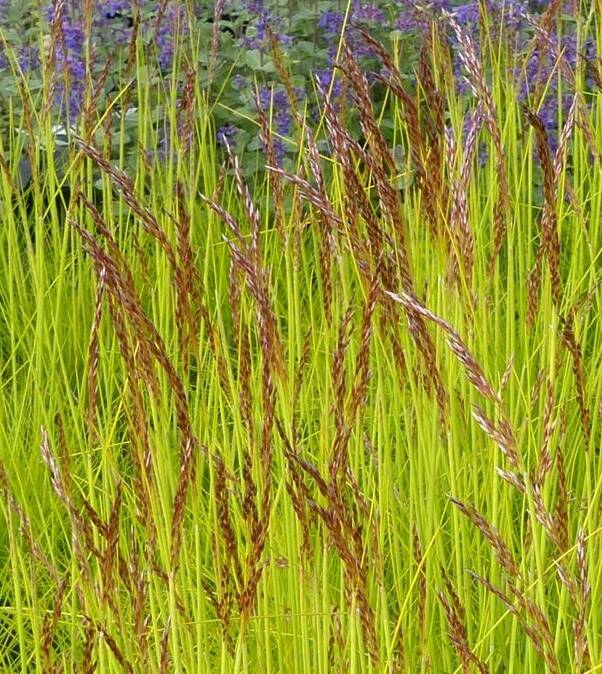 Śmiałek pogięty 'Tatra Gold' Deschampsia flexuosa 'Tatra Gold'