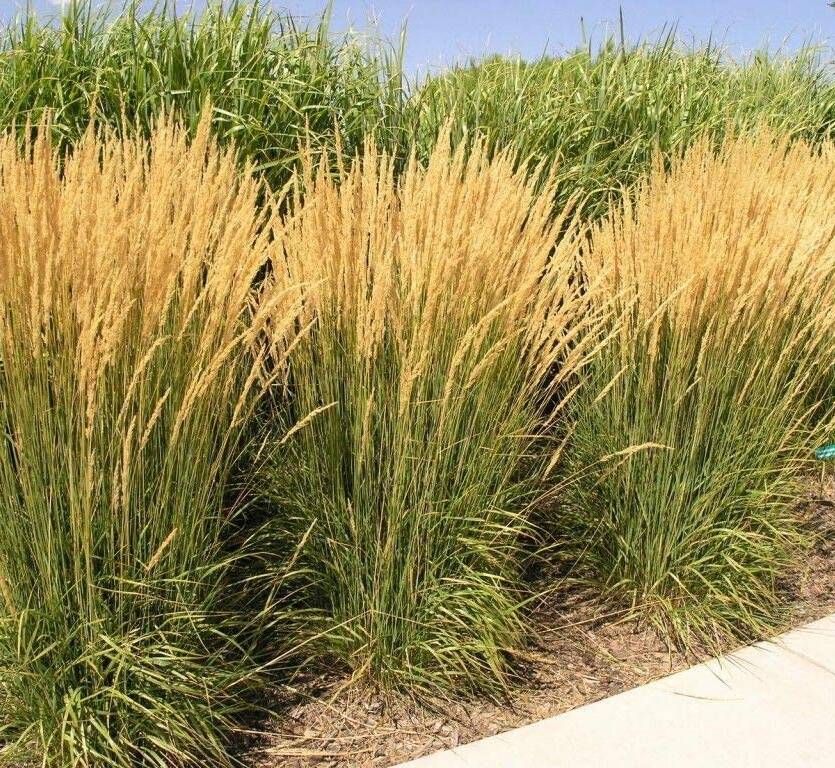 Trzcinnik ostrokwiatowy 'Karl Foerster' Calamgrostis acutiflora 'Karl Foerster'