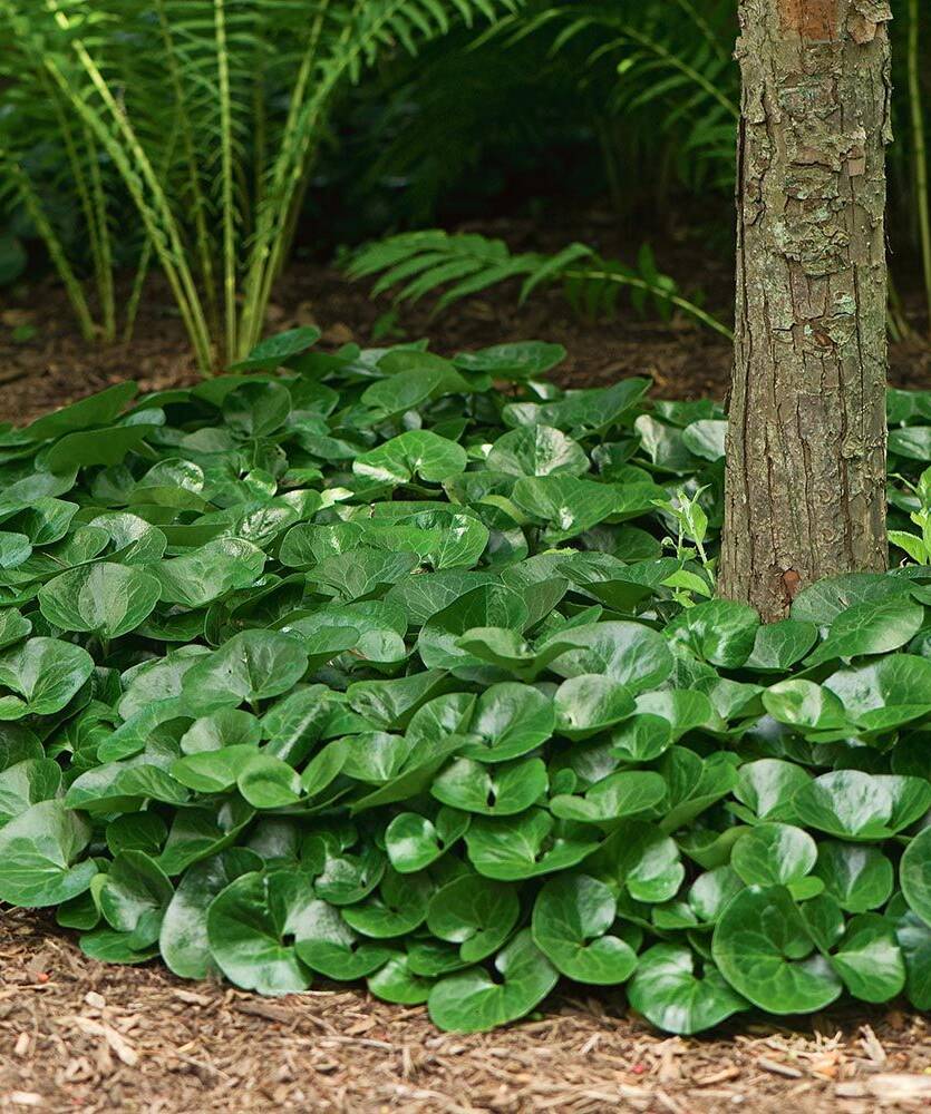 Kopytnik europejski Asarum europaeum