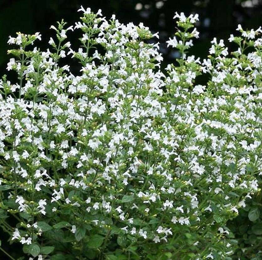 Kalaminta mniejsza 'Marvalette White' Calamintha nepeta 'Marvalette White'