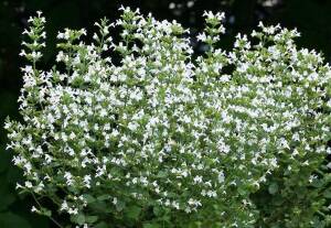 Kalaminta mniejsza 'Marvalette White' Calamintha nepeta 'Marvalette White'